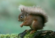 Red Squirrel